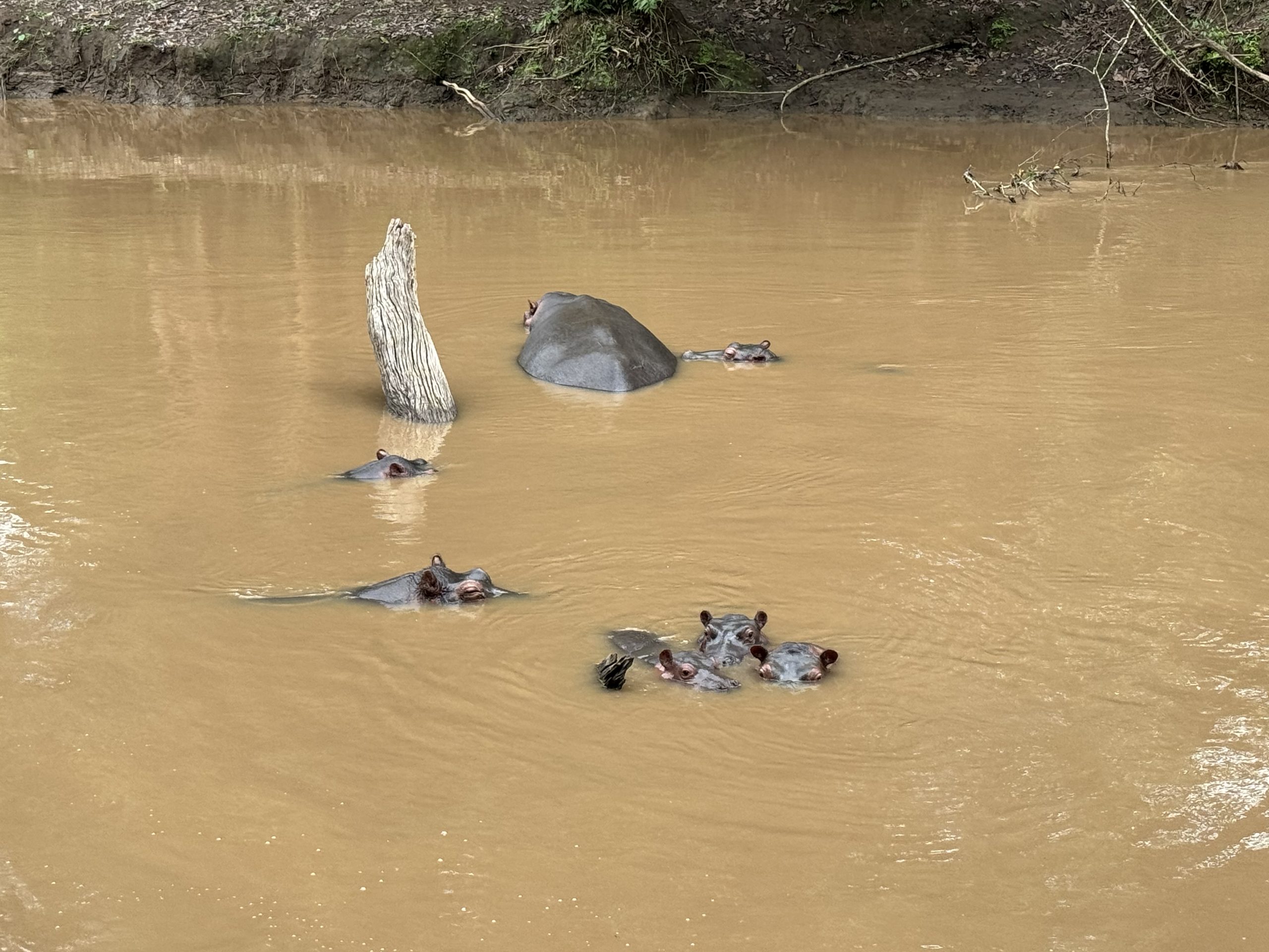 hipopótamo Uganda