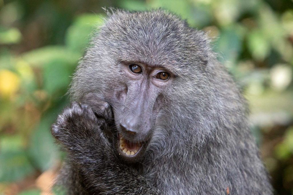 babuinos Gombe Tanzania