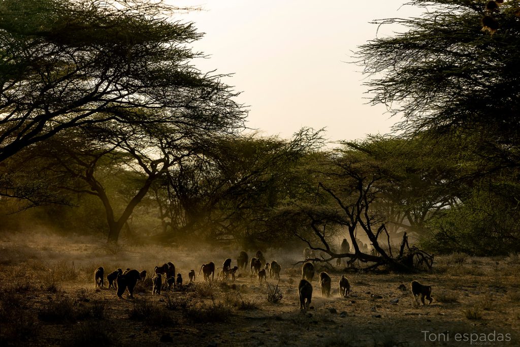 babuinos Samburu