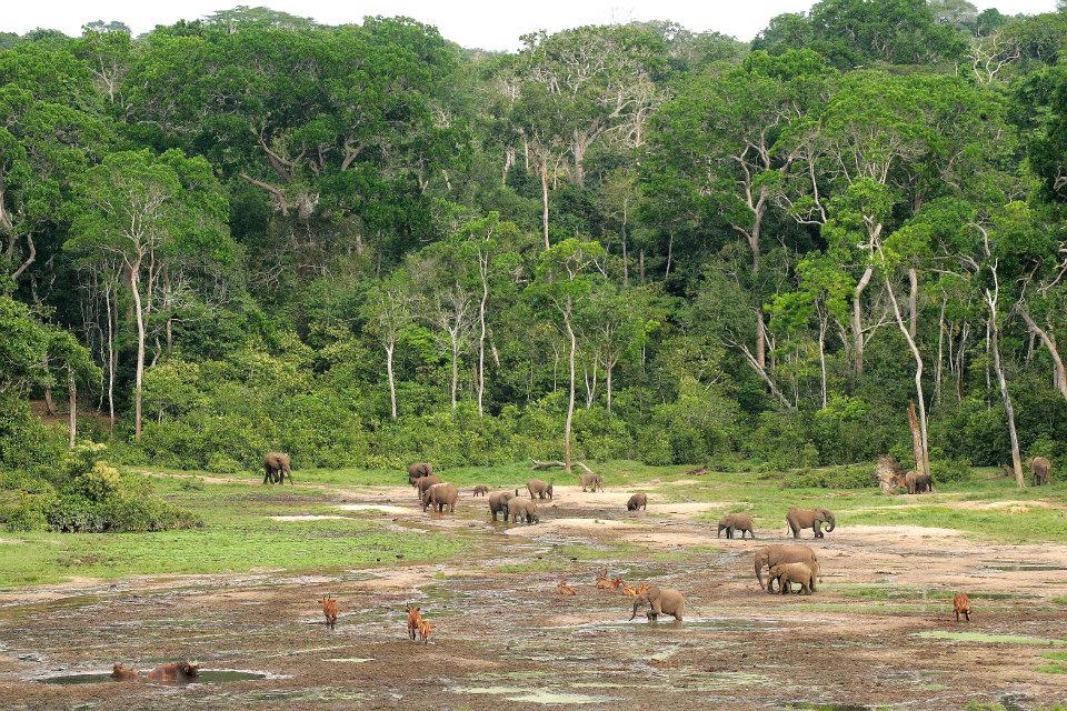 bai-dzanga Sanga
