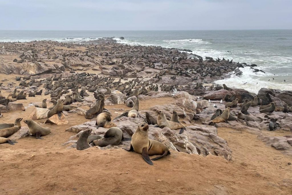 focas Namibia