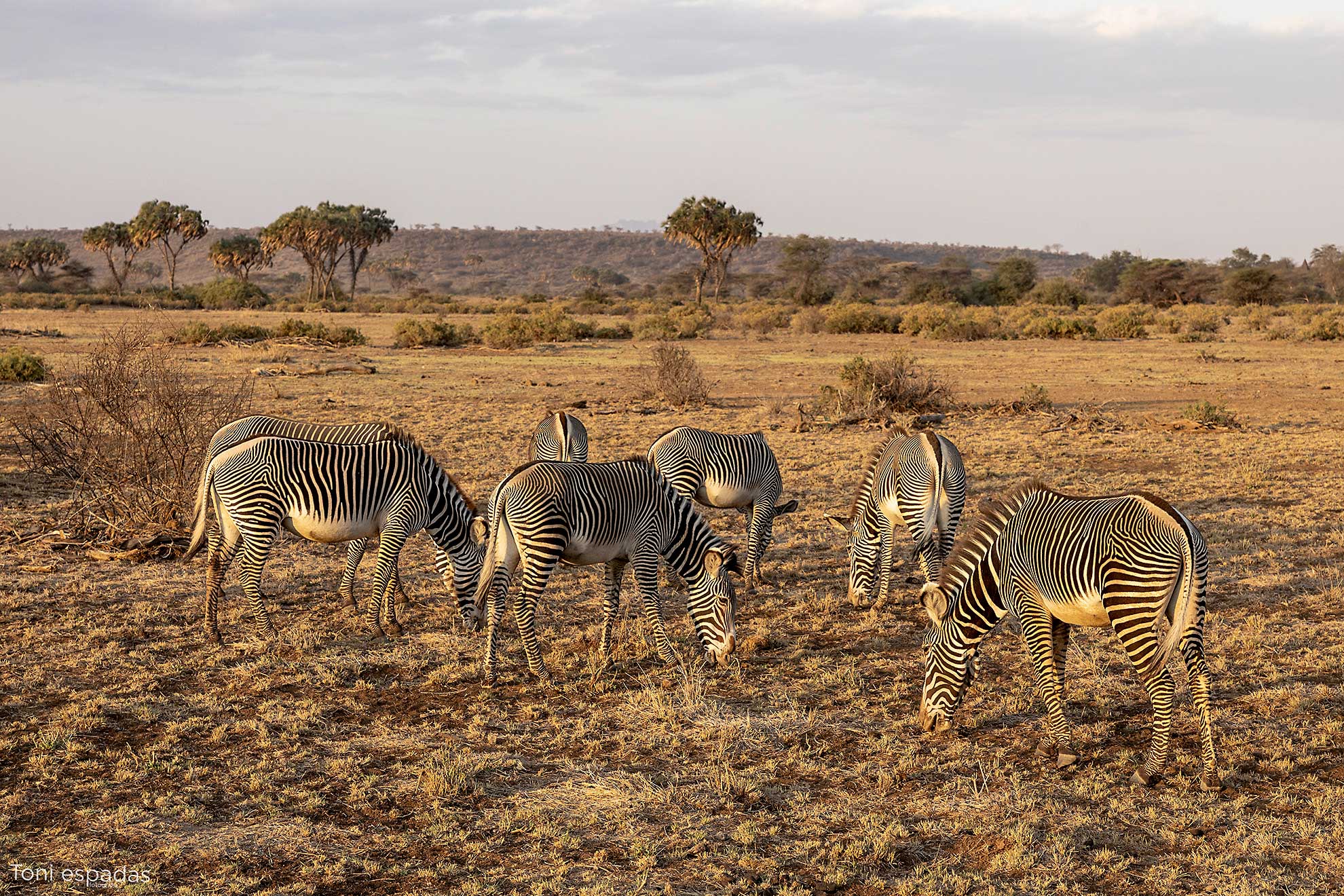 cebra Grevy Samburu