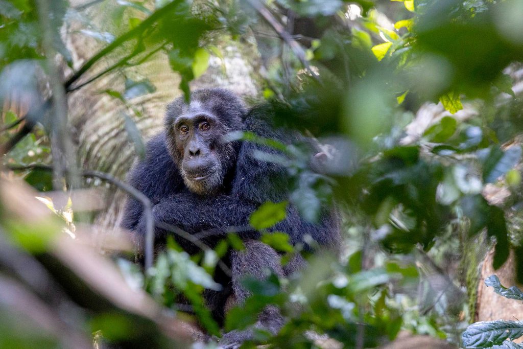 chimpance Kibale Uganda