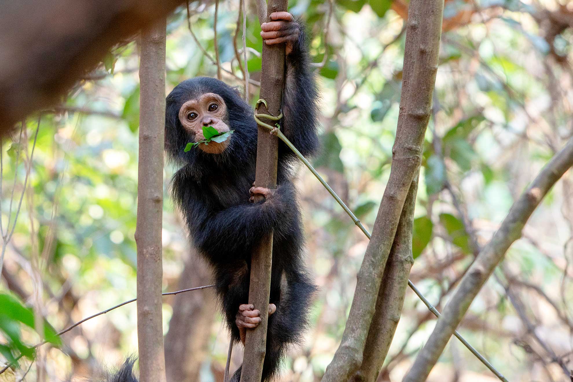 chimpance PN Gombe
