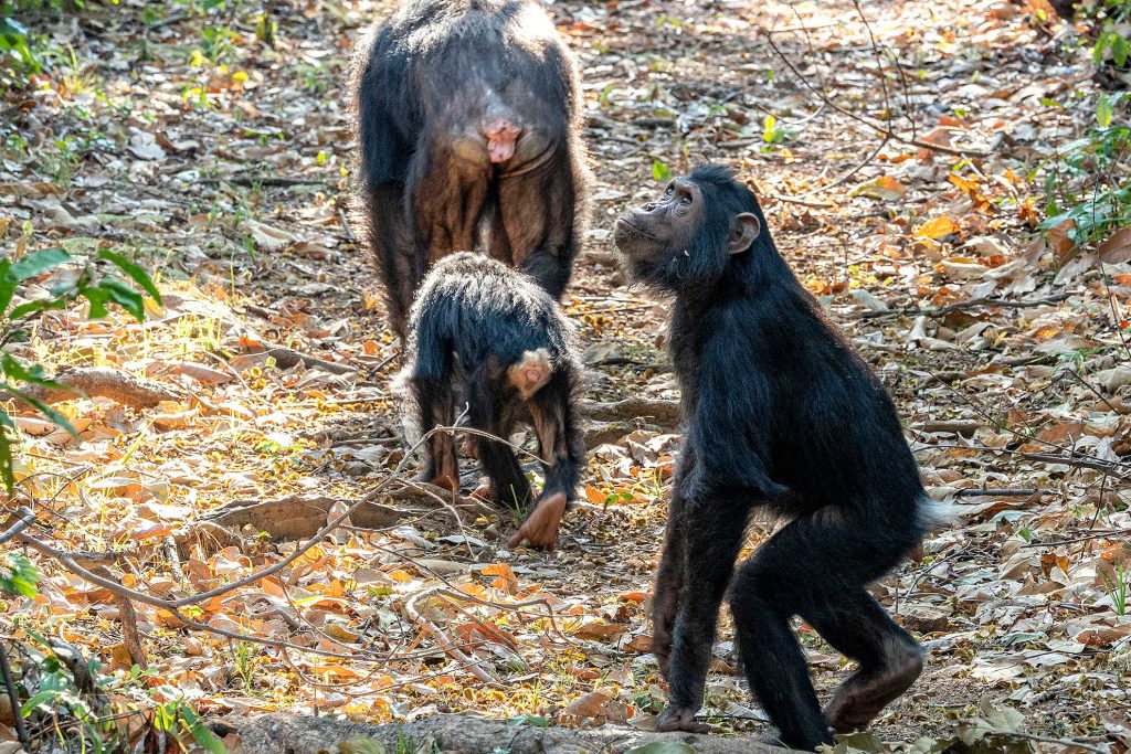 chimpancés Gombe tanganika