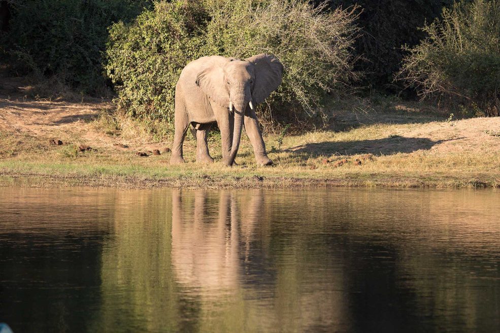 elefante Zambia