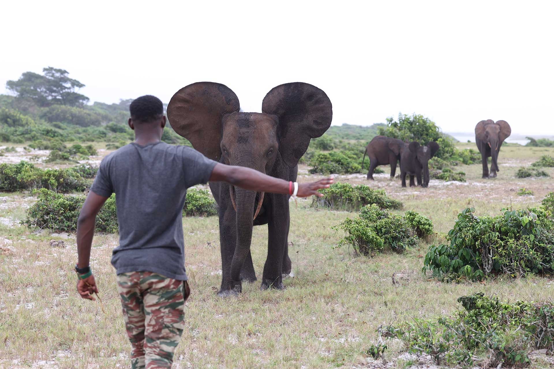 elefante Gabón