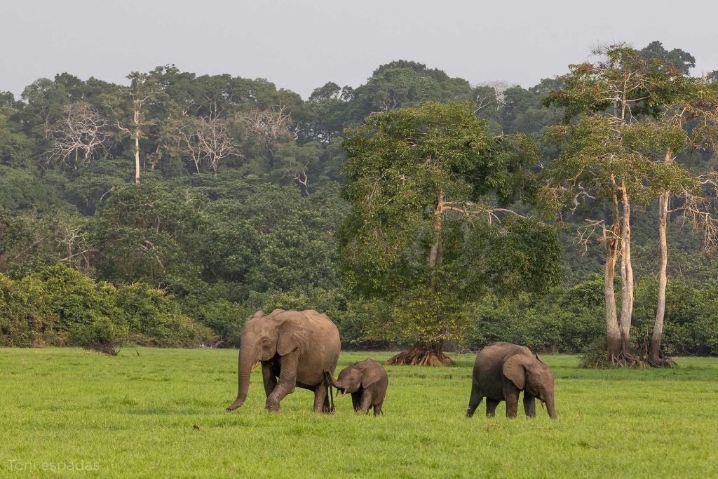 elefante Iniongu Loango