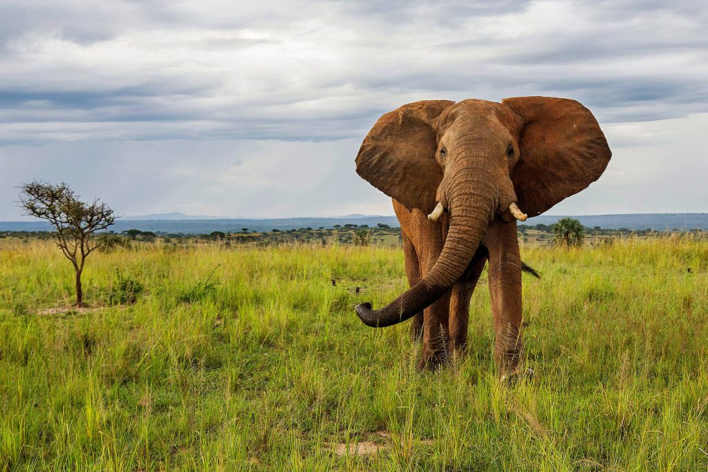 Elefante Uganda