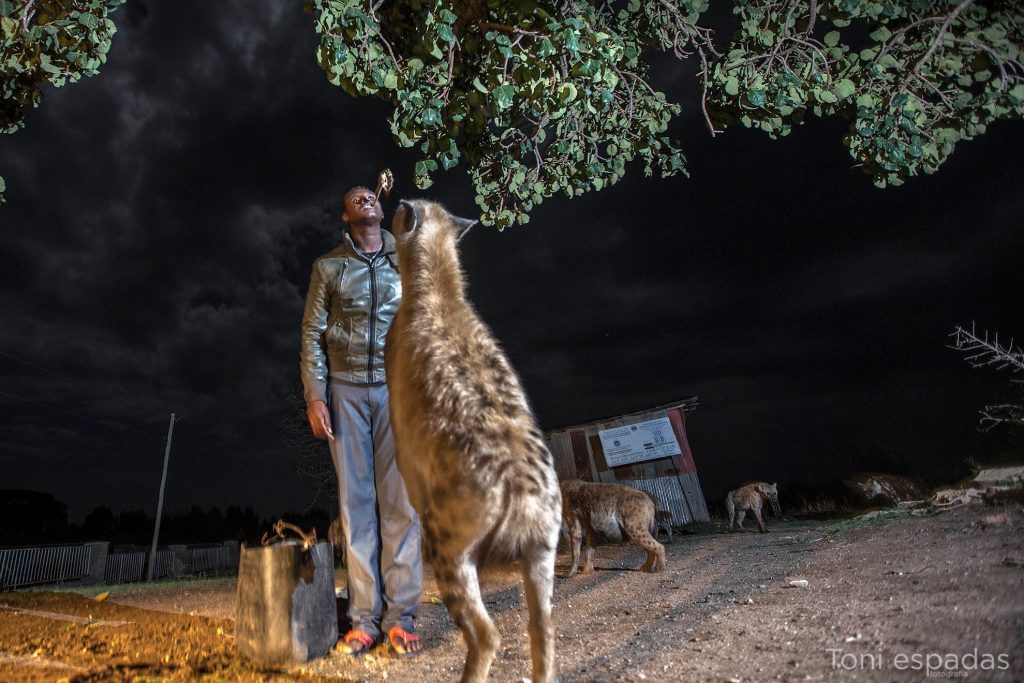 Hiena harar Etiopía