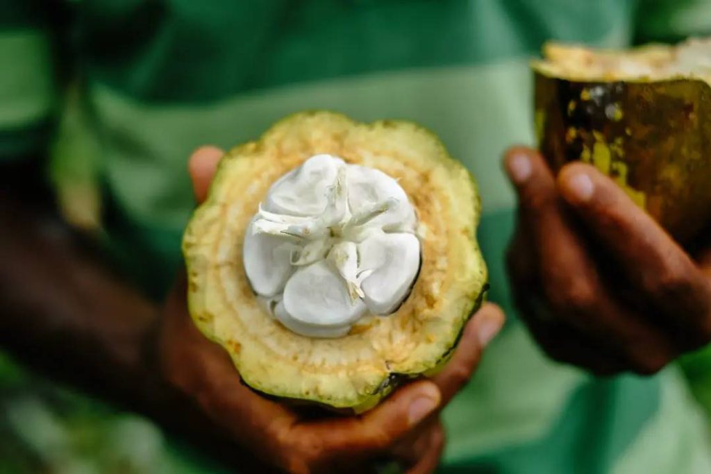 fruto del cacao
