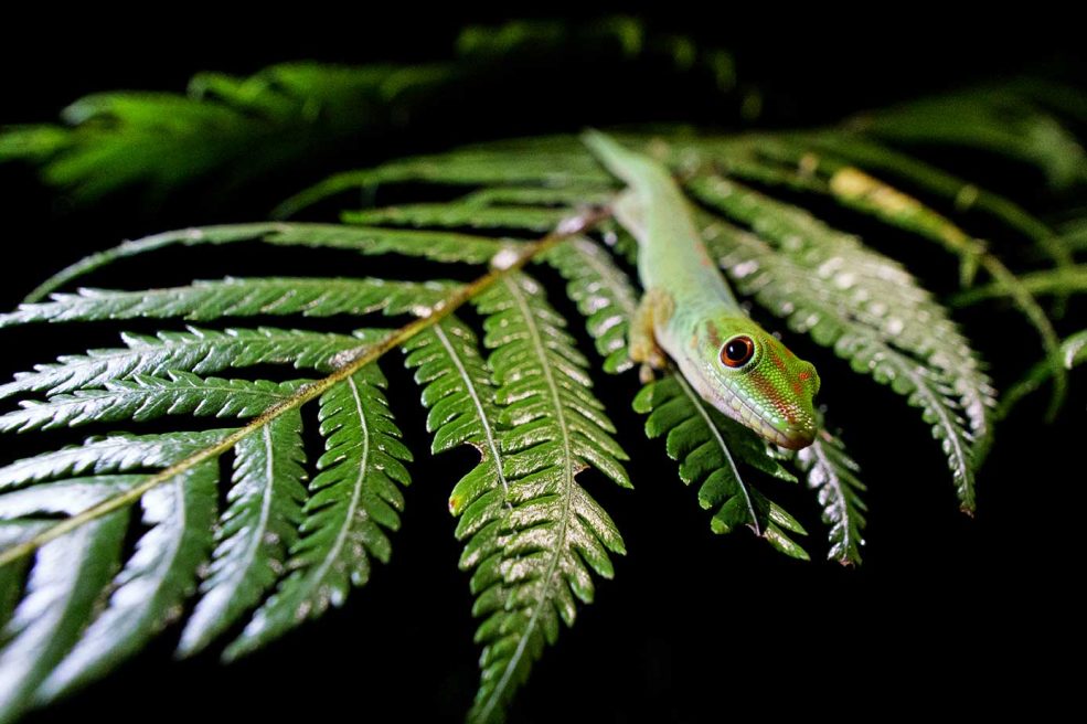 gecko marojejy noche