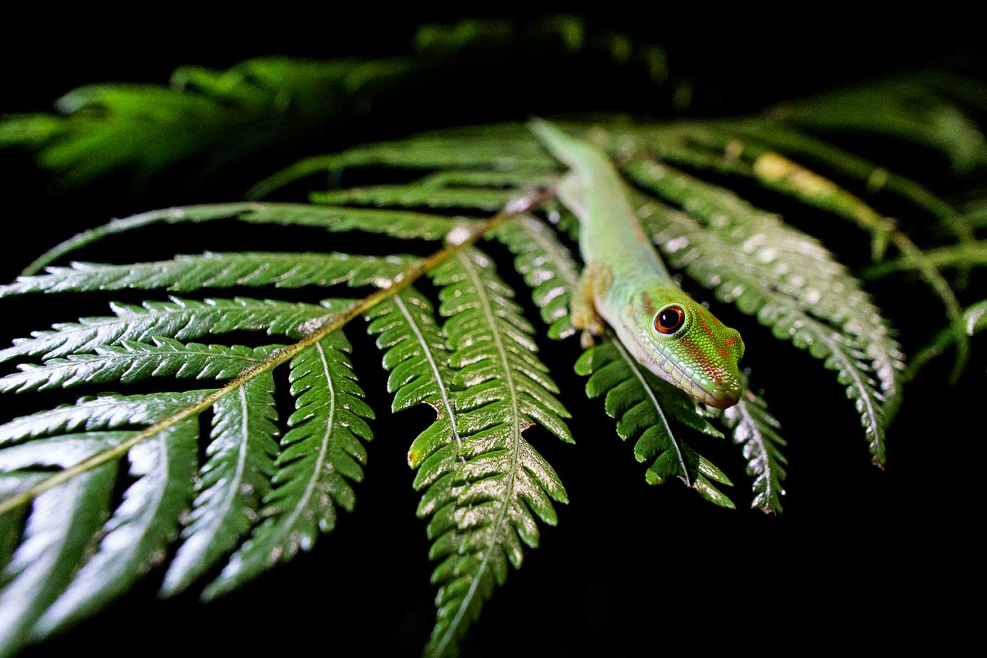 gecko marojejy noche