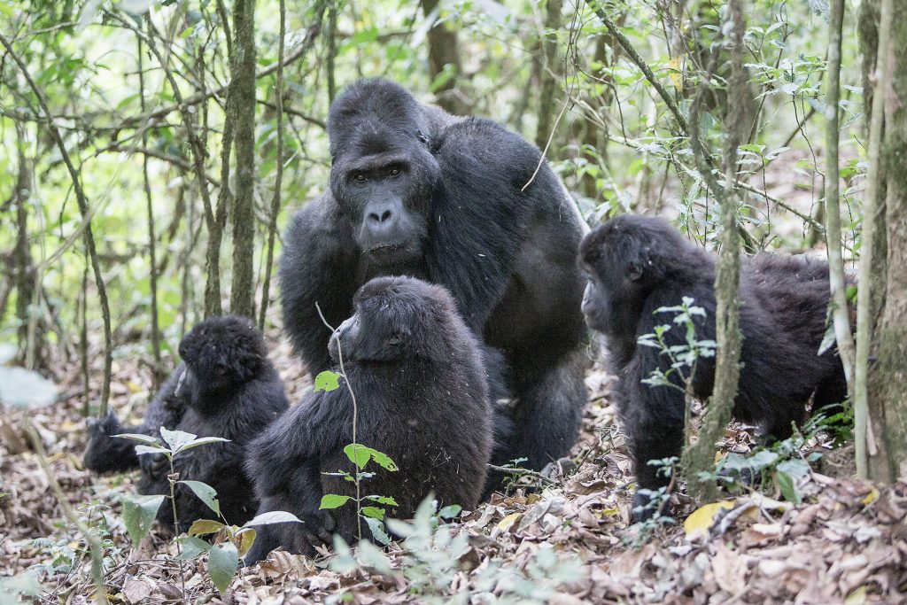 gorilas Congo