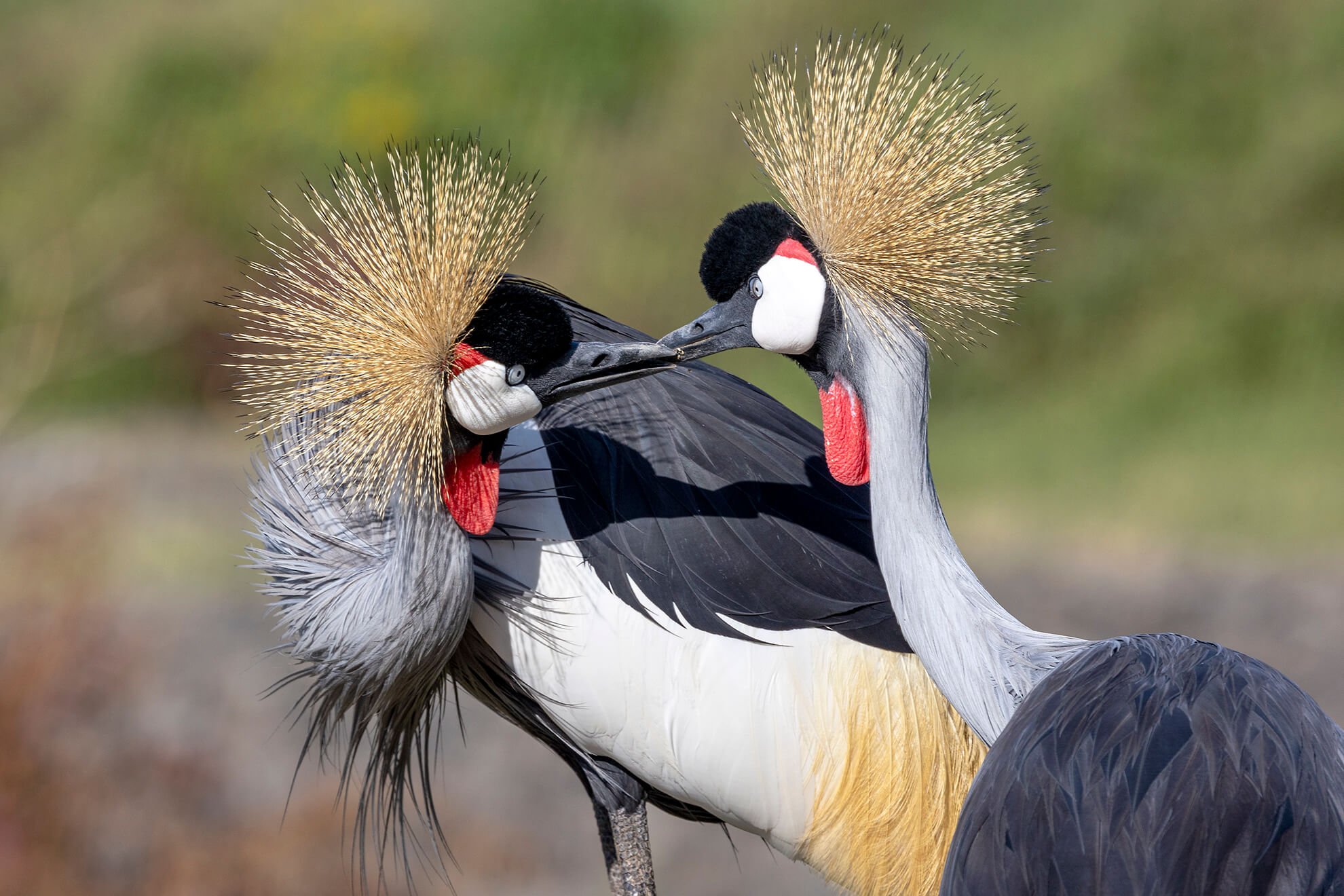 grullas coronadas