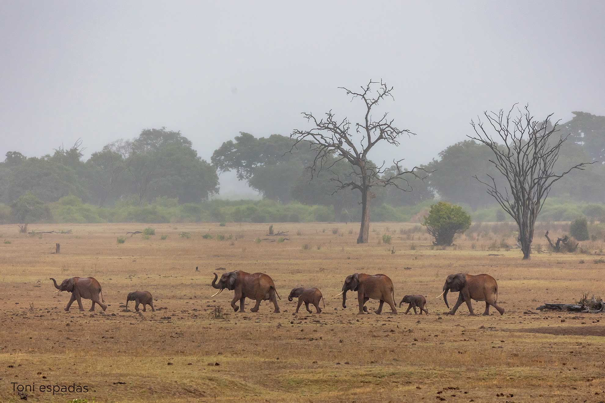 grupo elefantes Tsavo Kenia