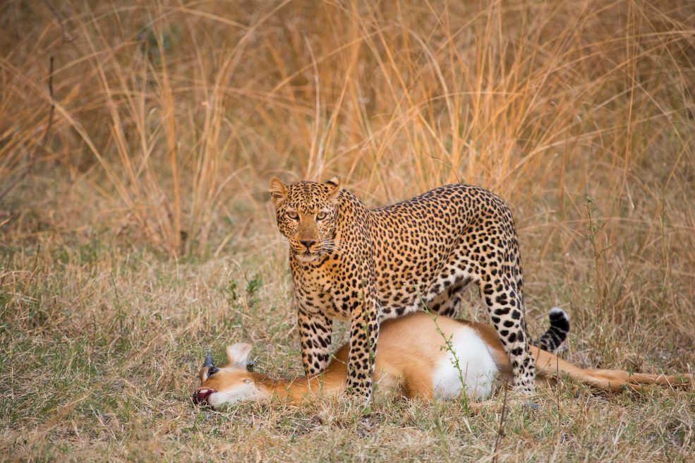 guepardo Zambia