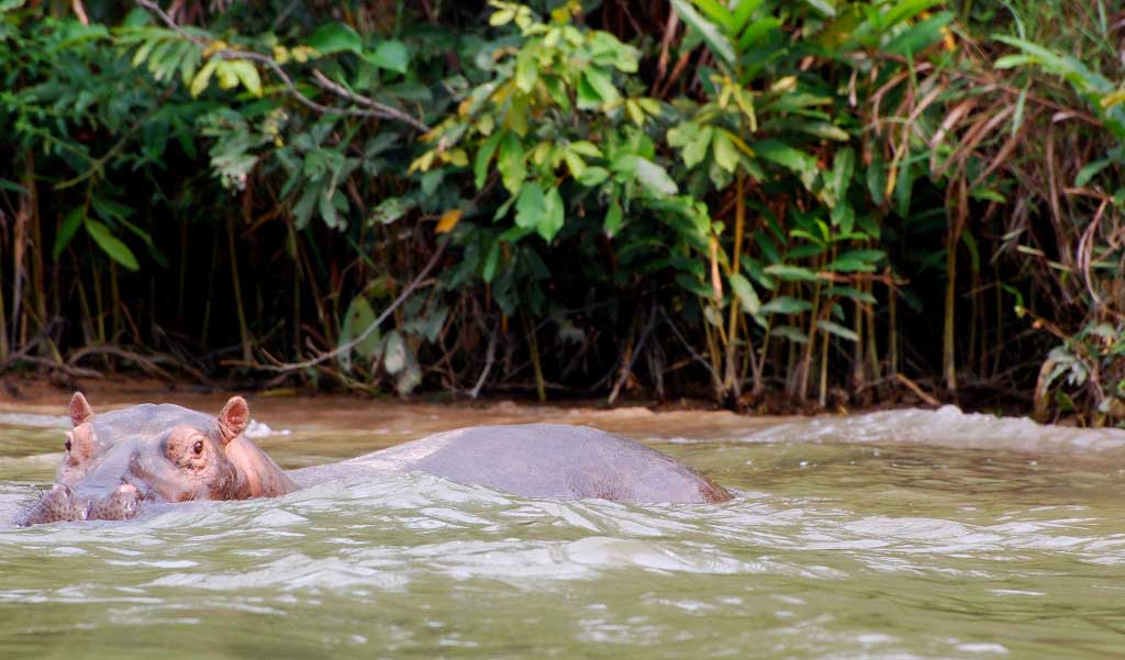 hipopótamo Santuario de Fauna de Lesio Louna Congo