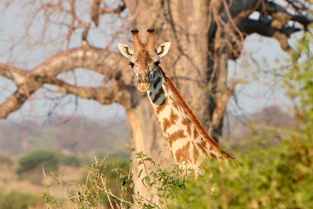 jirafa Ruaha