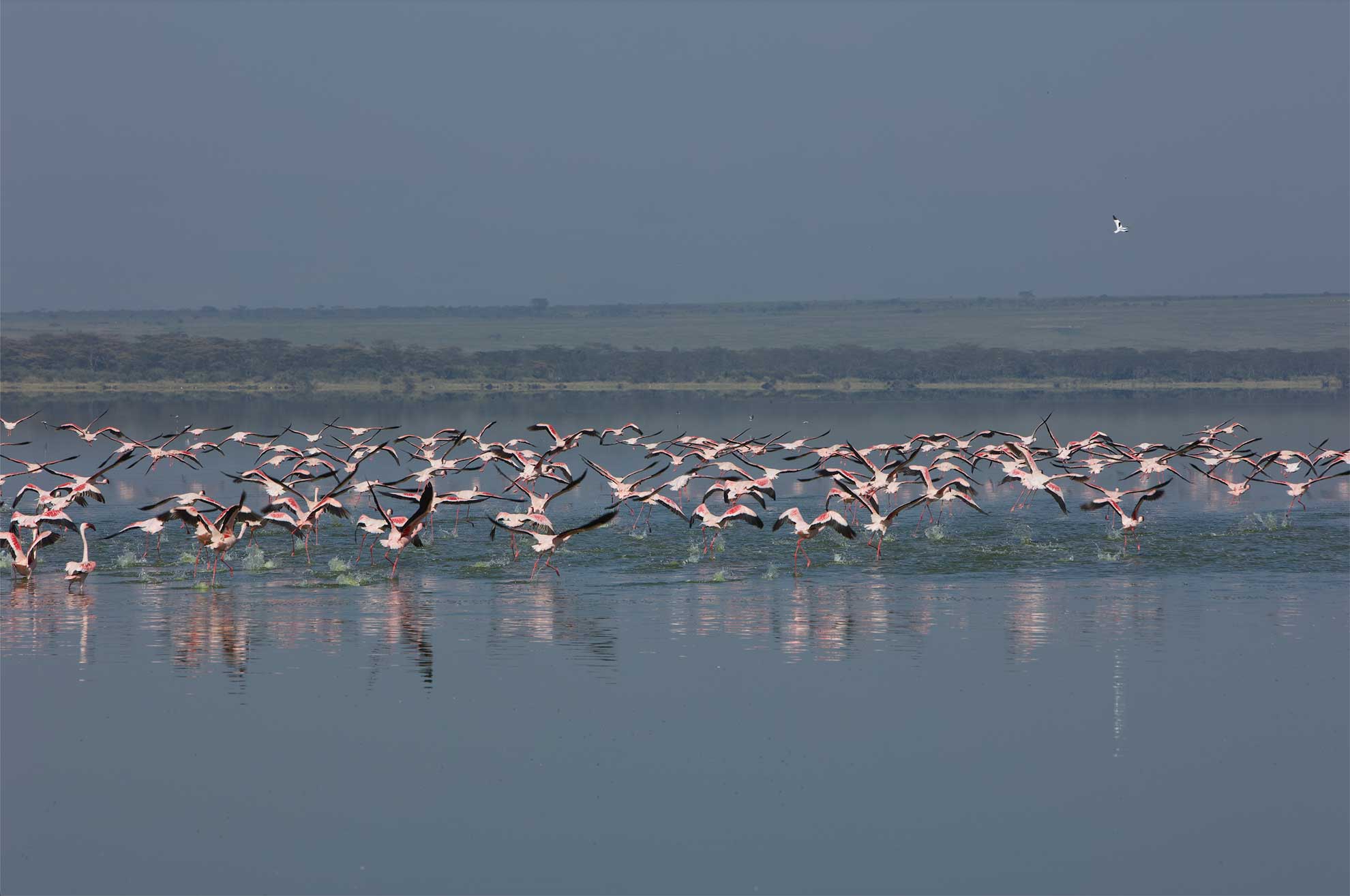lago Naivasha