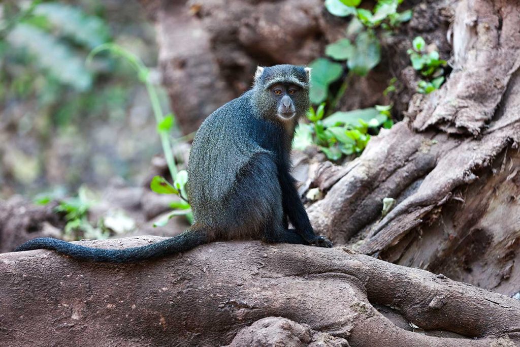 Manyara Tanzania