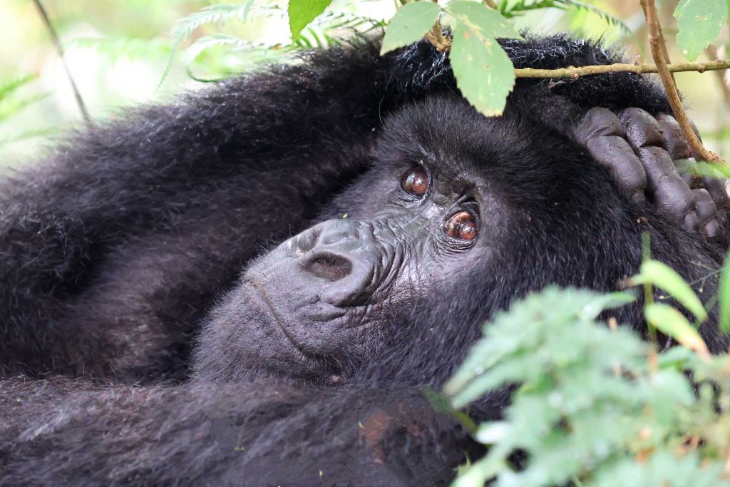 gorila Mgahinga