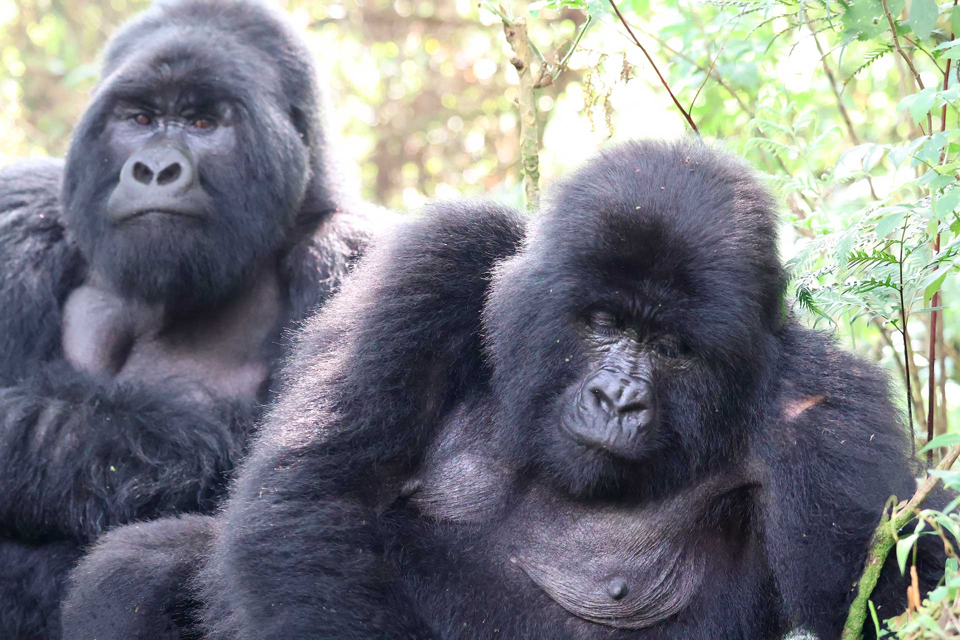 pareja de gorilas