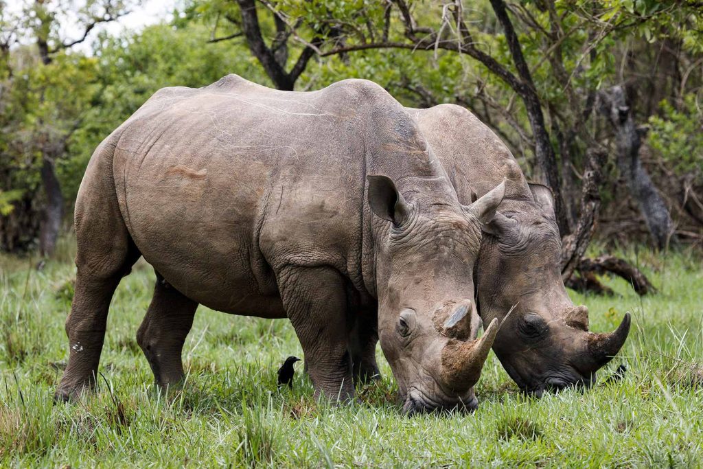 pareja de rinocerontes Ziwa Uganda