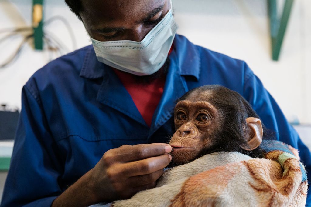 recuperación de primates Lwiro Congo RD