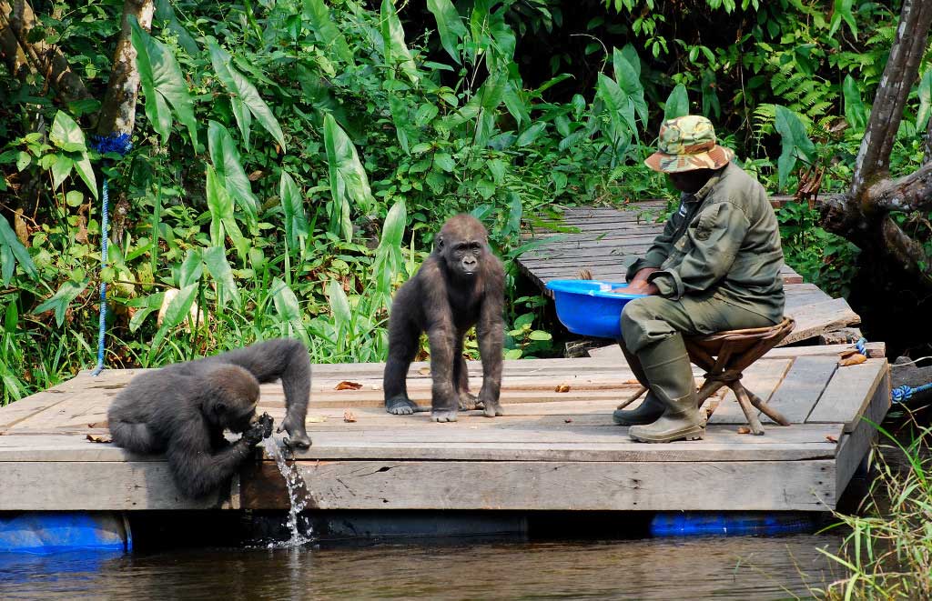 República del Congo Santuario de Fauna de Lesio Louna Congo
