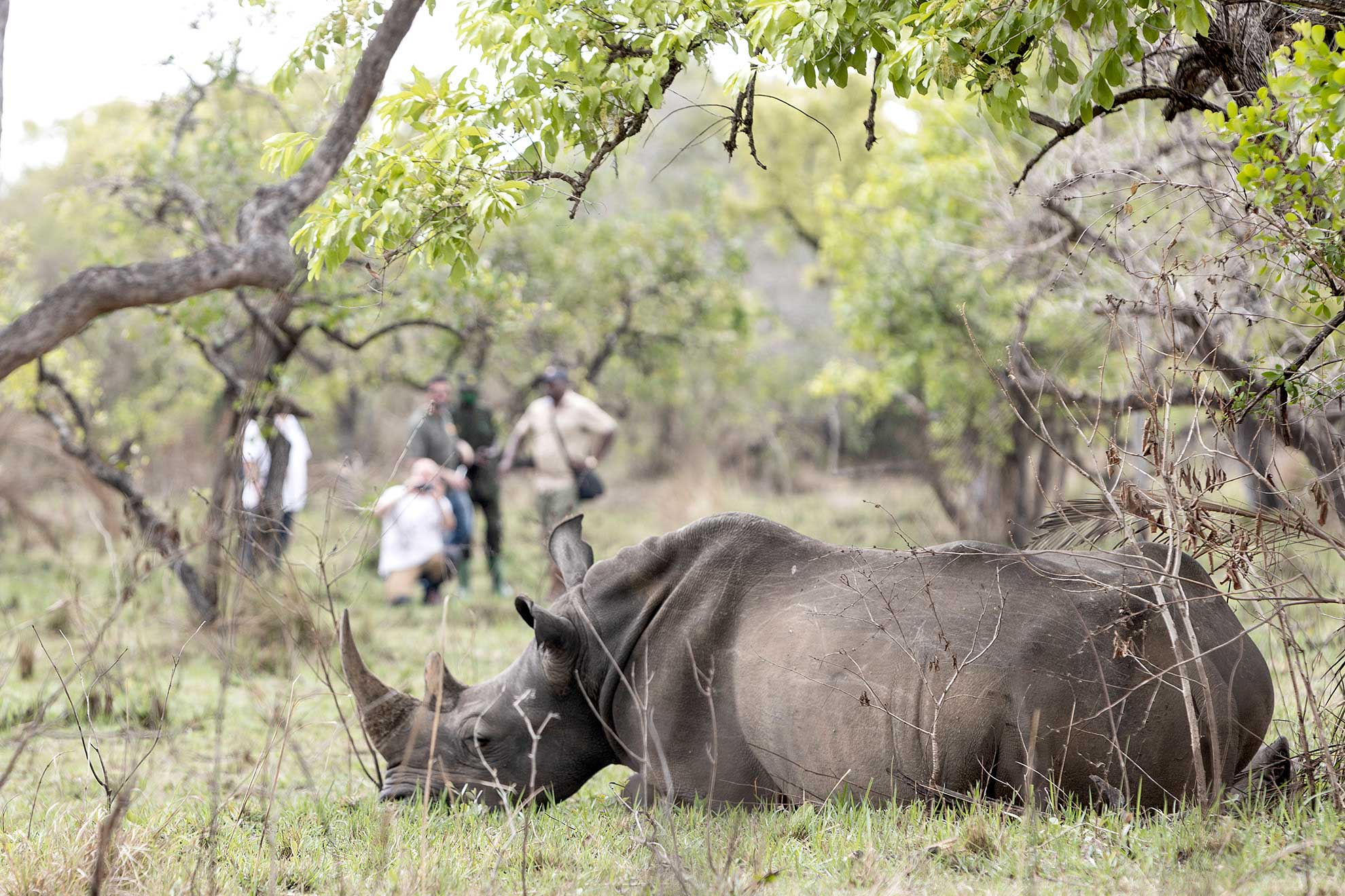 rinoceronte Ziwa Uganda