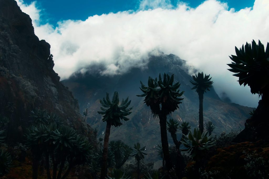 Rwenzori Uganda