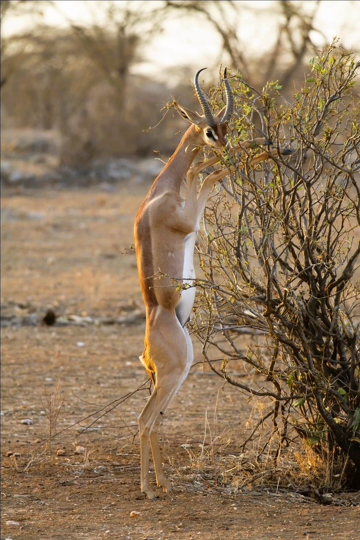 Samburu gerenuk