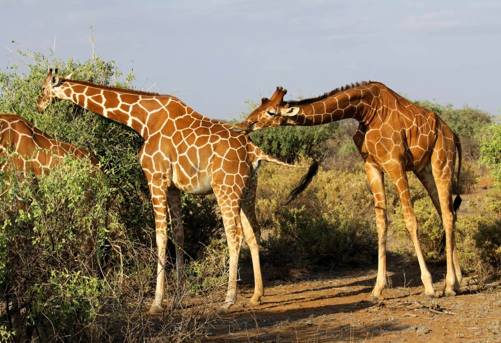 jirafas Samburu