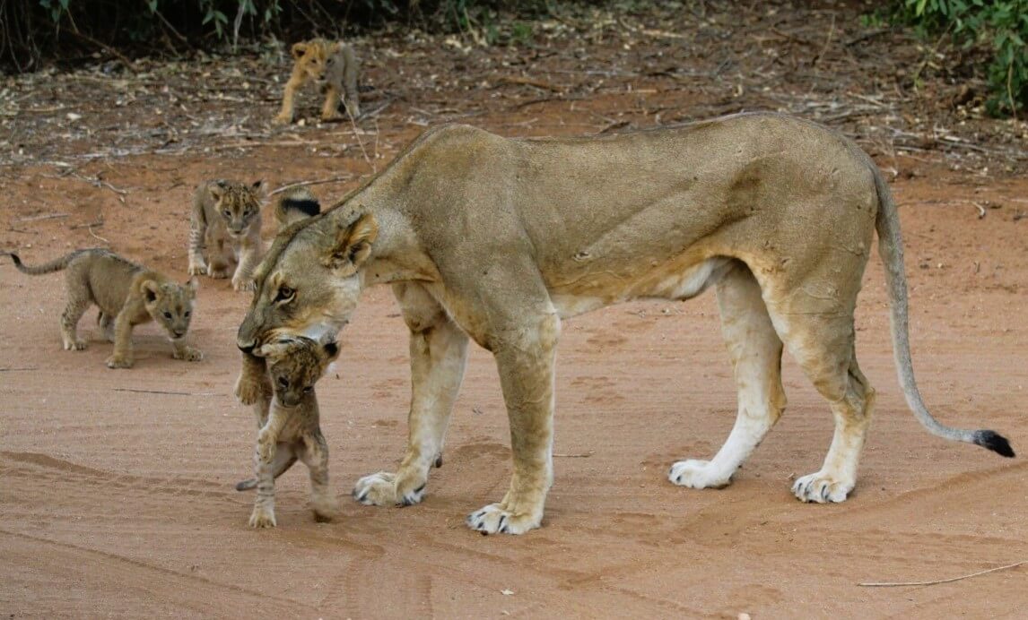 cria leona samburu