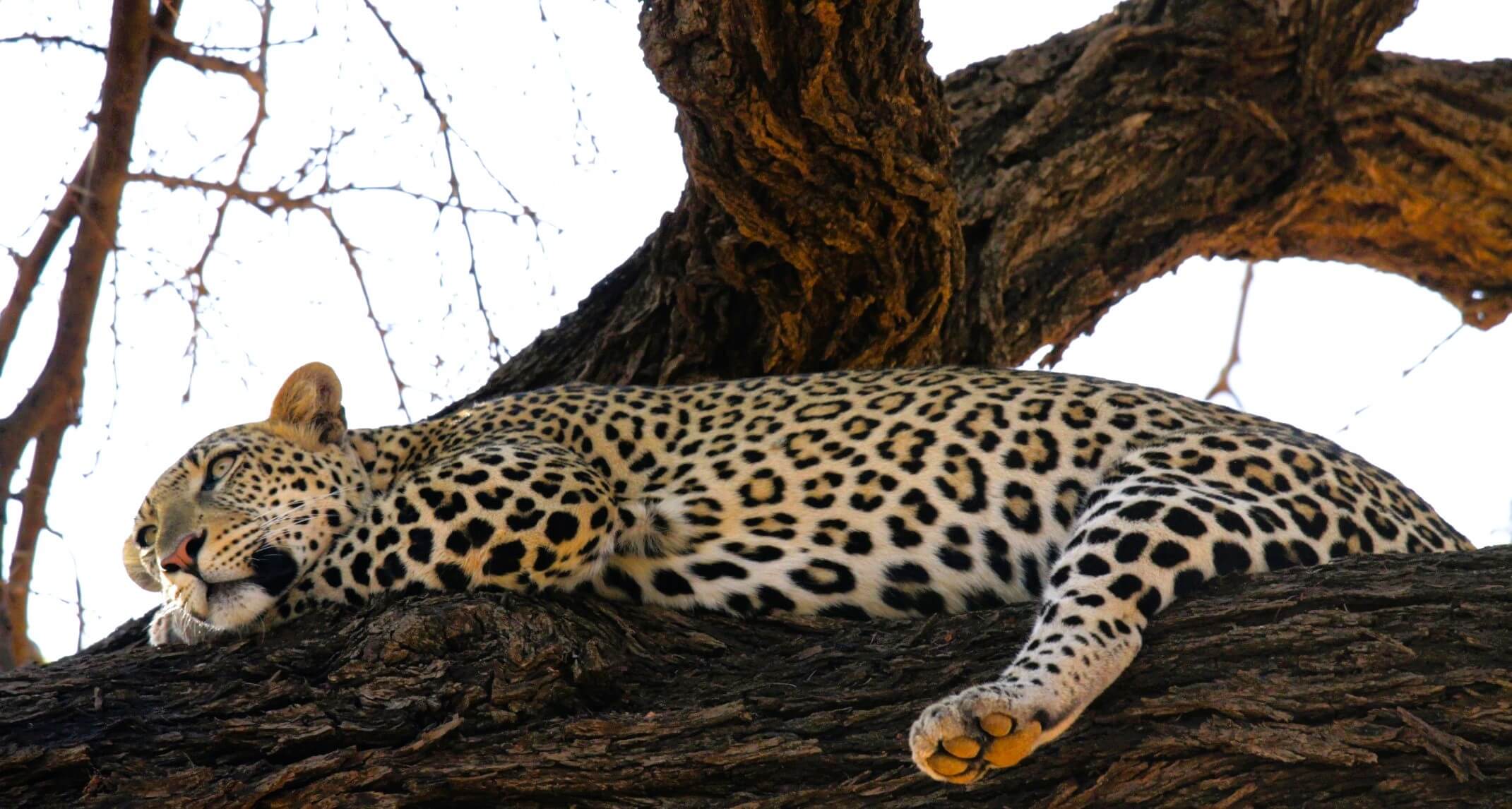 leopardo Samburu