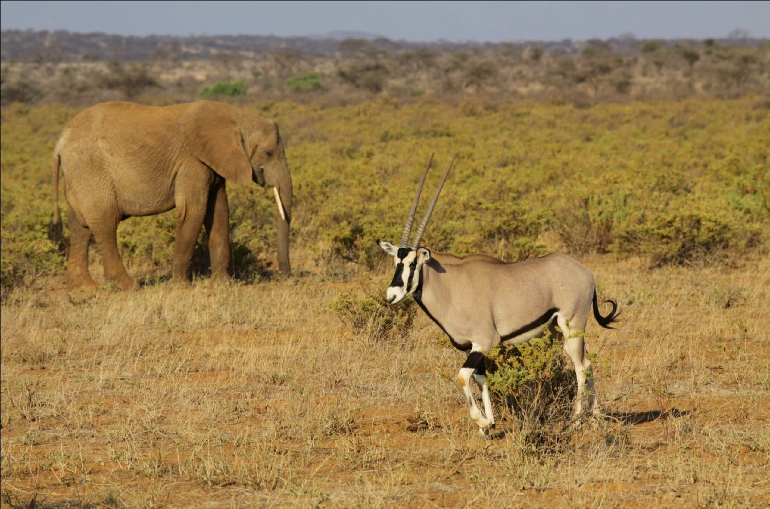 Samburu oryx y elefante