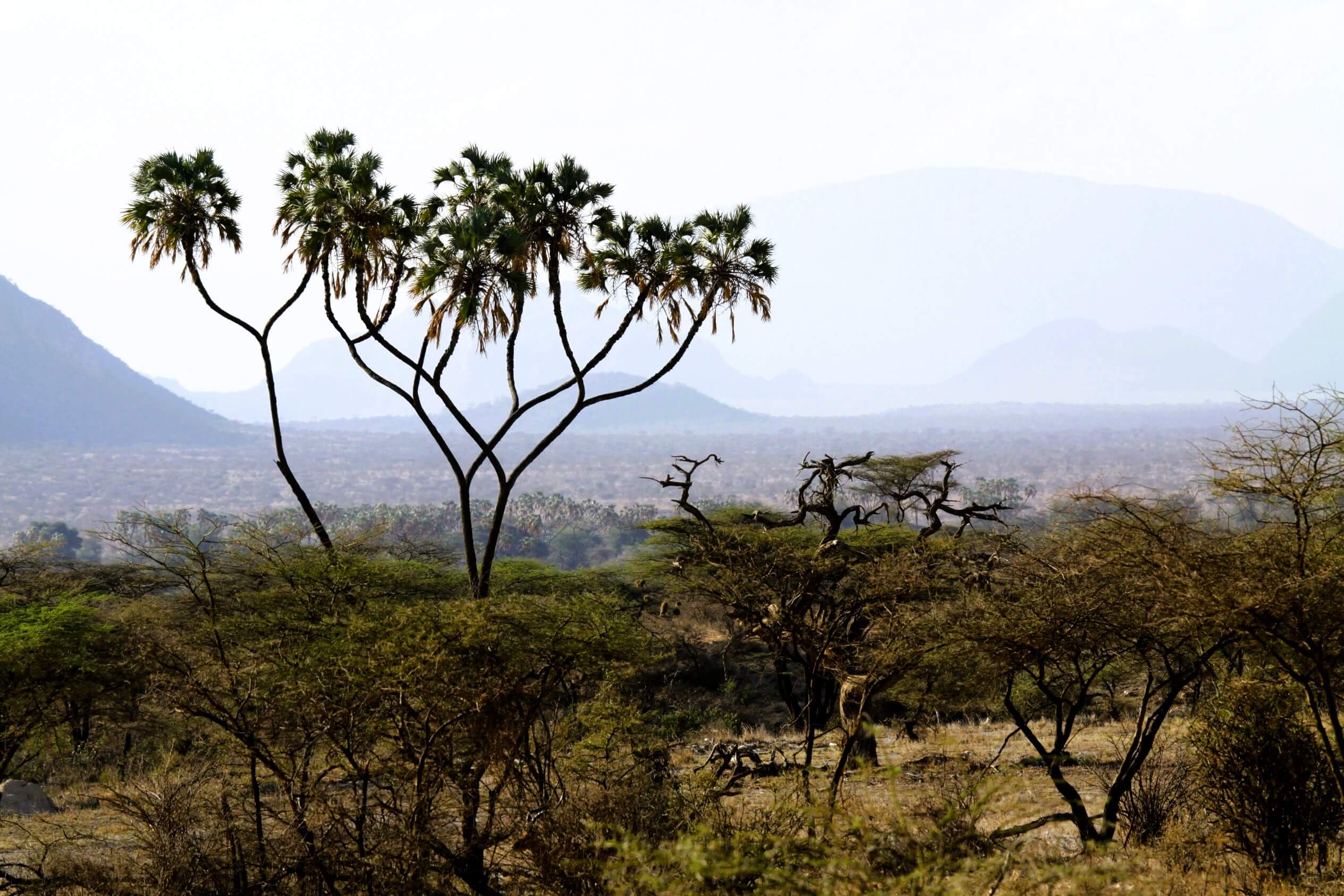 paisaje Samburu