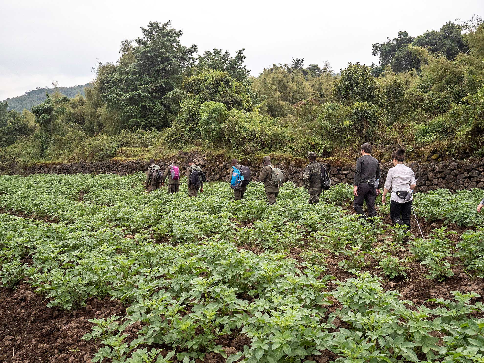Tracking Gorilas Ruanda